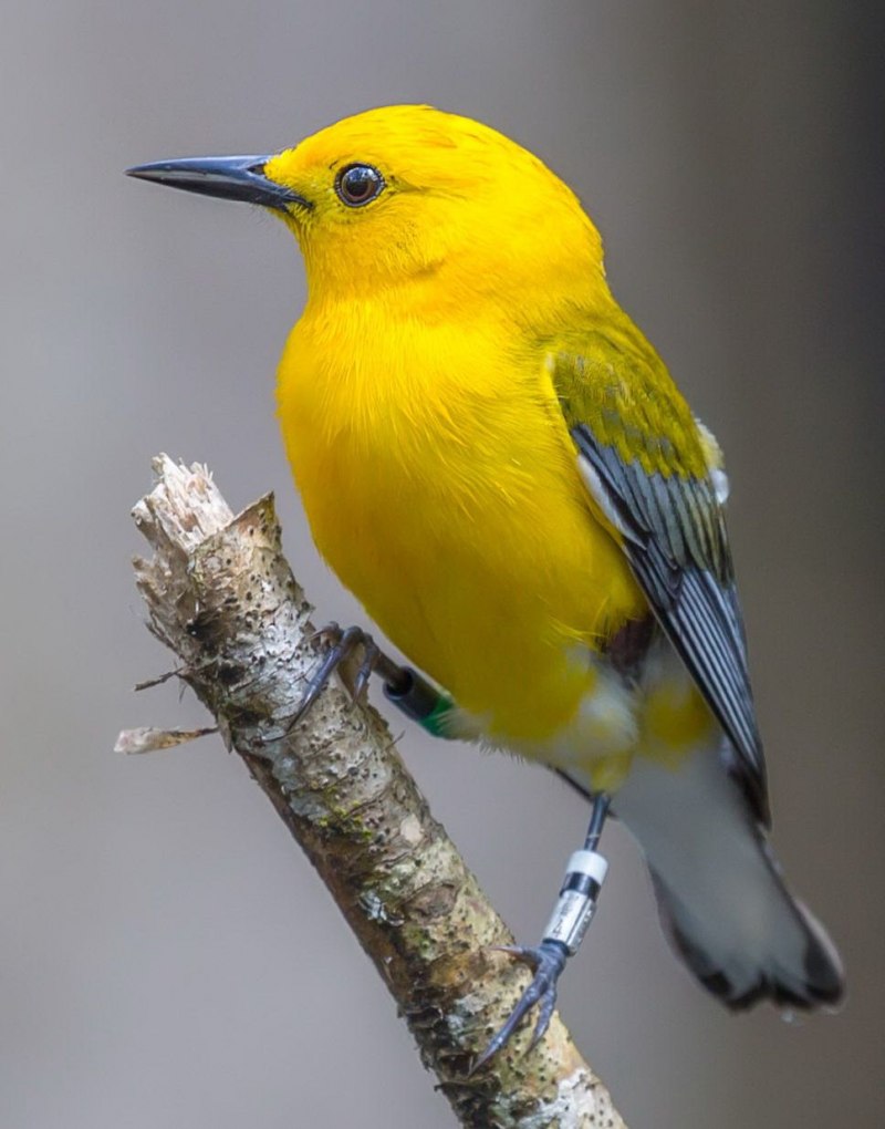 Птичка с желтым оперением (86 фото)