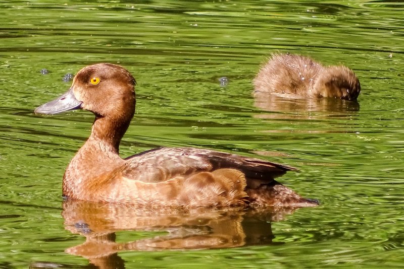 Водоплавающая птица Мандаринка