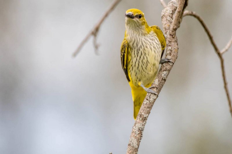 Oriolus Oriolus