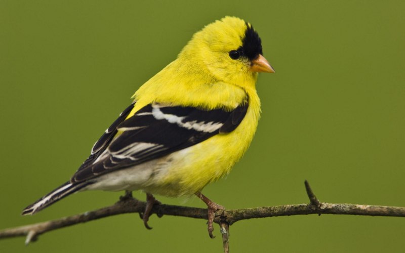 The Goldfinch