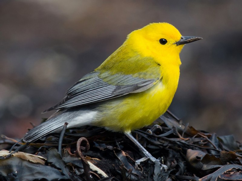 Yellow Warbler птица