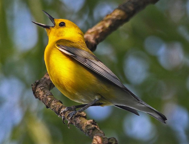 Prothonotary Warbler