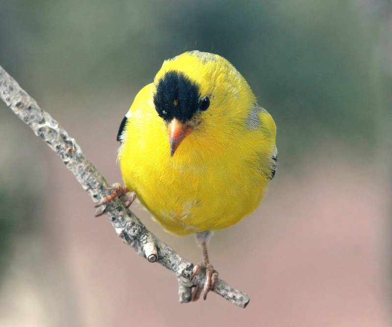 Yellow Oriole (Icterus nigrogularis)