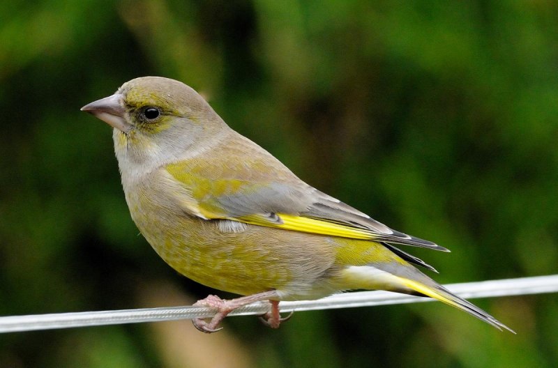 The Goldfinch