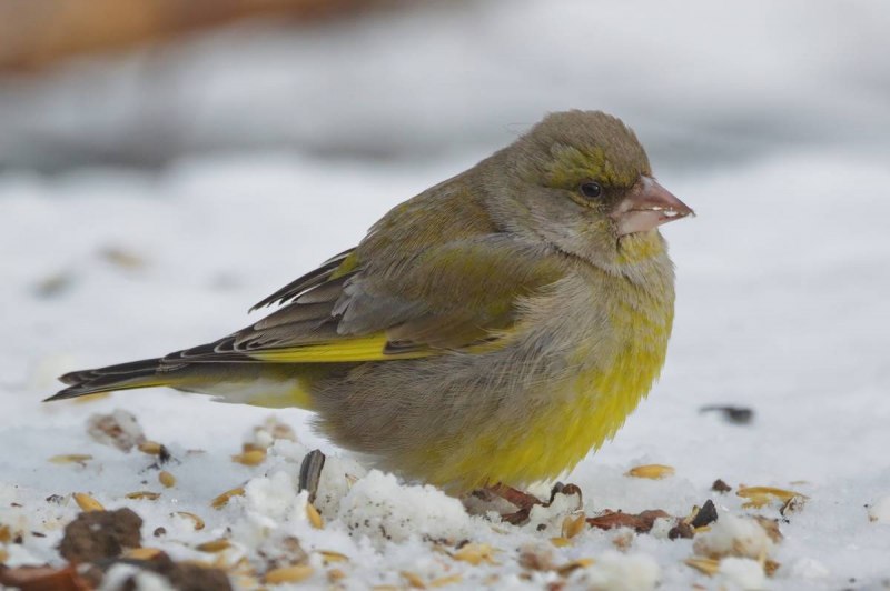 American Goldfinch птица