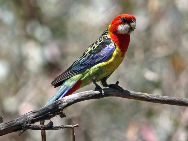Platycercus elegans