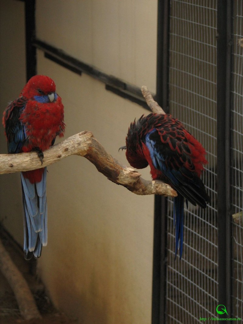 Розелла пестрая Platycercus Eximius