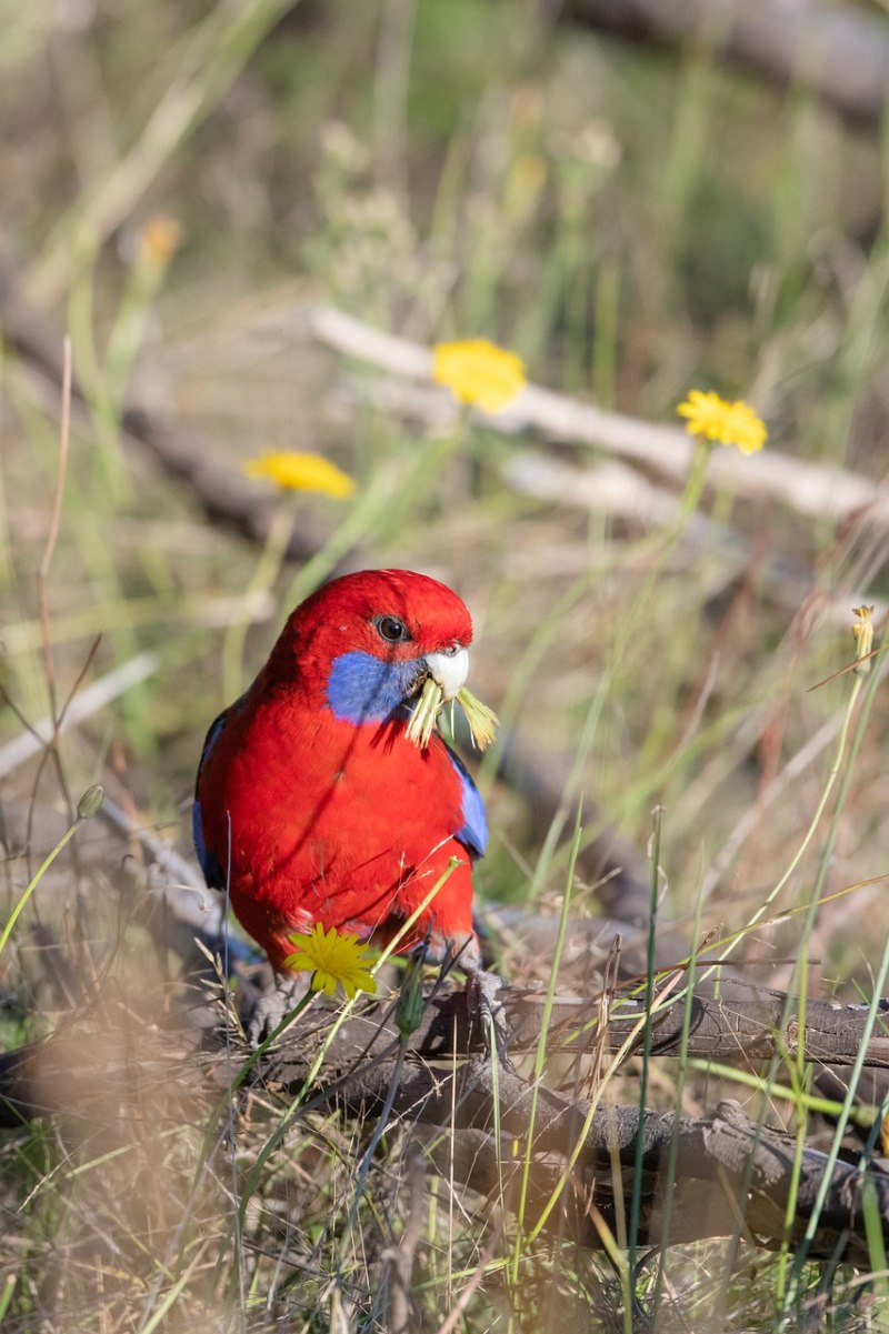 Розелла красная (Platycercus elegans)