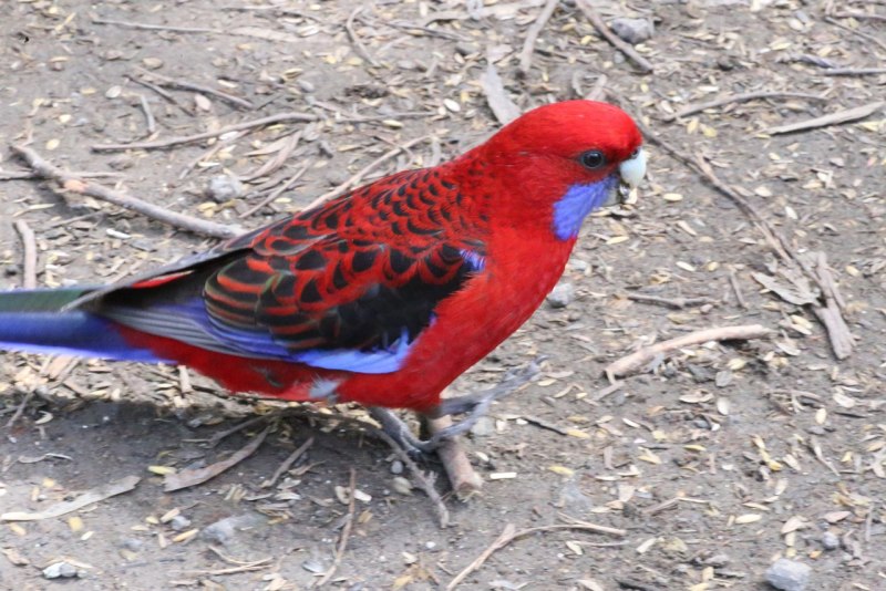Розелла красная (Platycercus elegans)