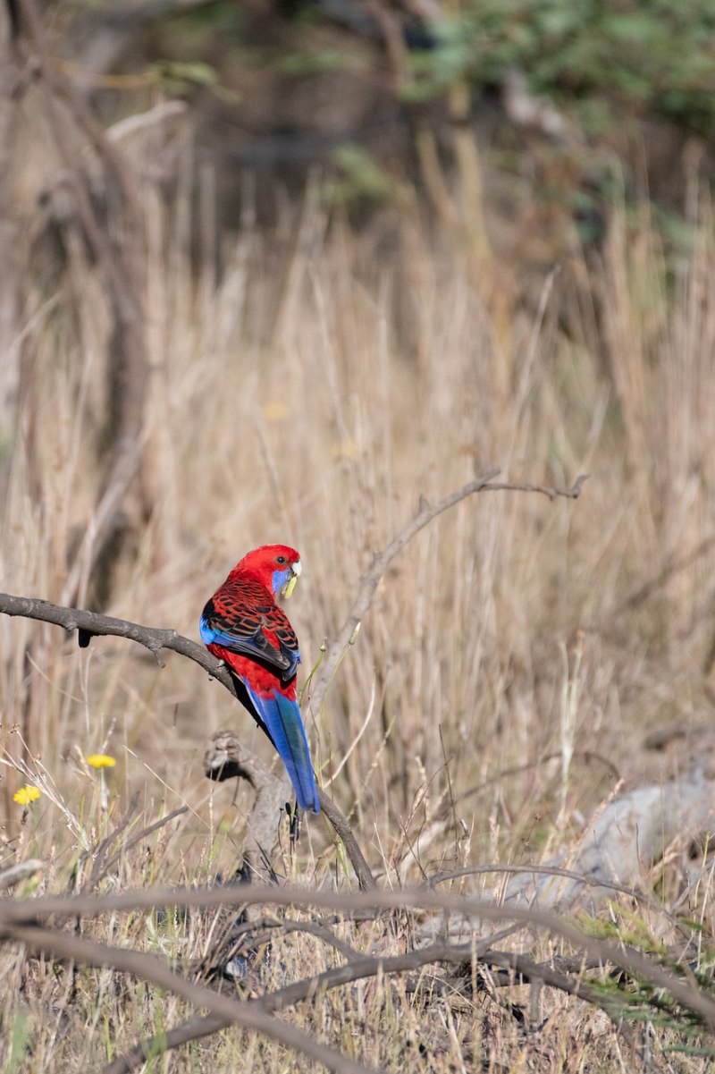Розелла красная (Platycercus elegans)