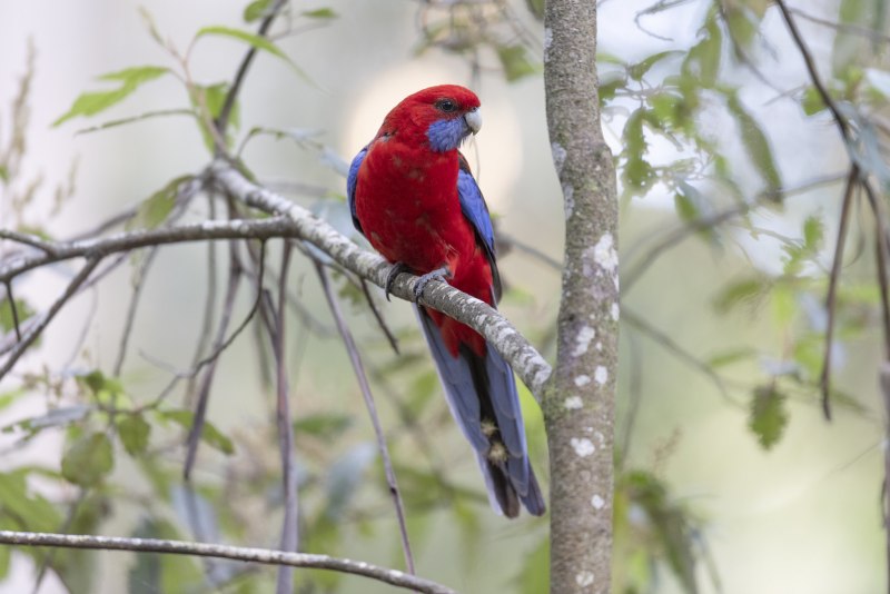 Розелла красная (Platycercus elegans)