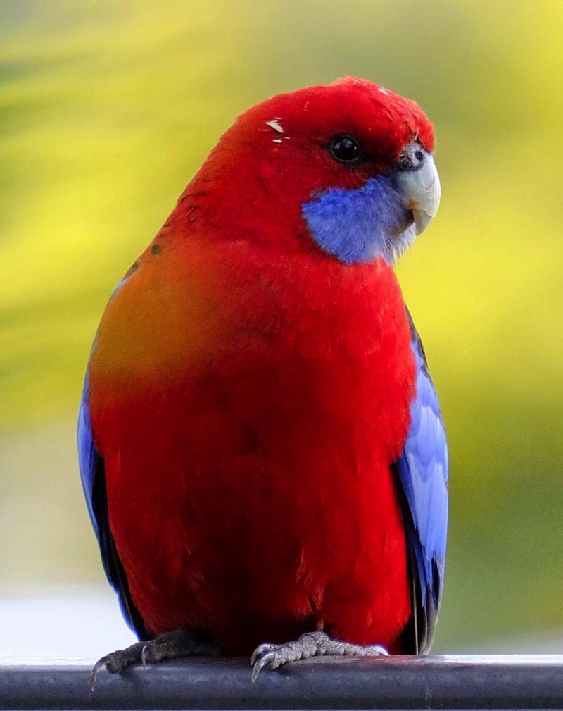 Розелла красная (Platycercus elegans)