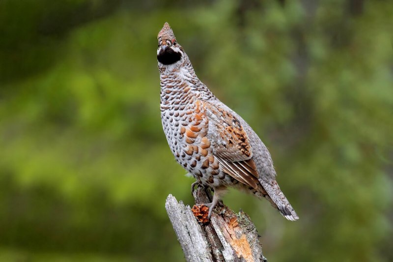 Рябчик (Bonasa bonasia)