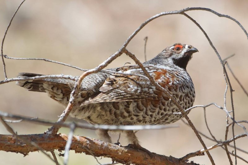 Рябчик Tetrastes bonasia