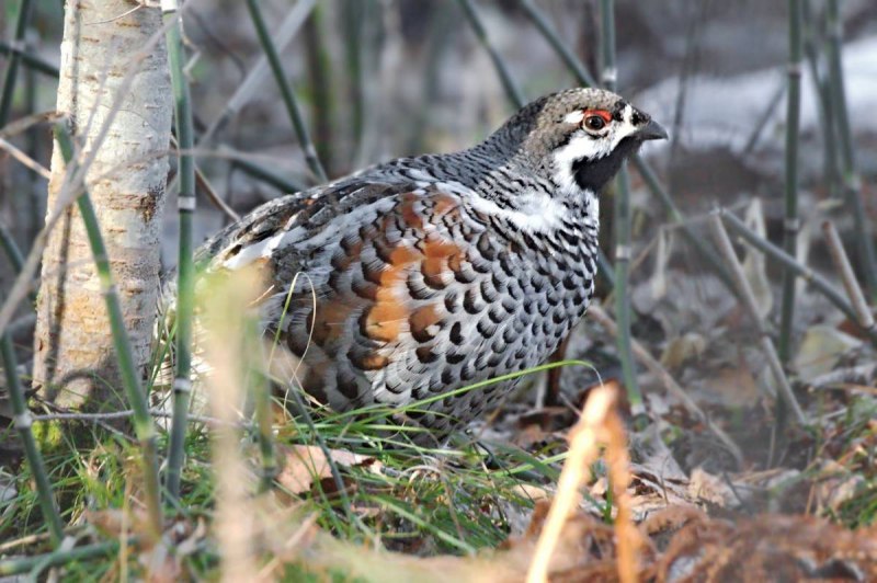 Рябчик Tetrastes bonasia