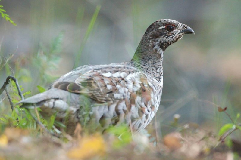Рябчик (Bonasa bonasia)