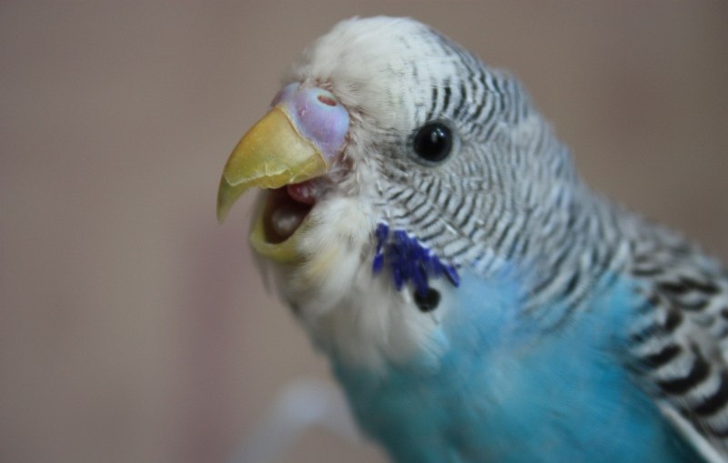 Волнистый попугай открывает клюв (87 фото)
