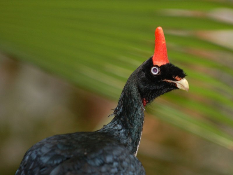 Oreophasis derbianus