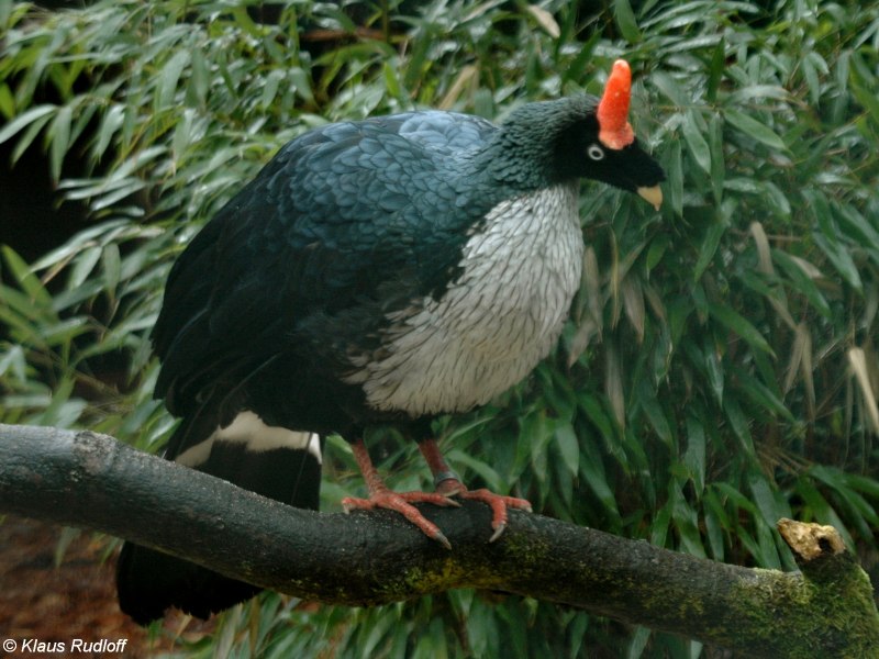 Oreophasis derbianus