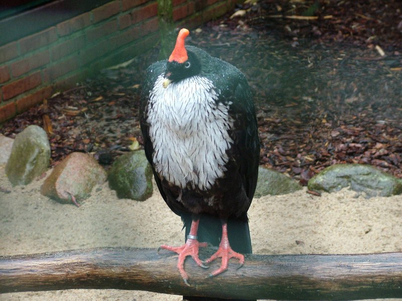 Oreophasis derbianus