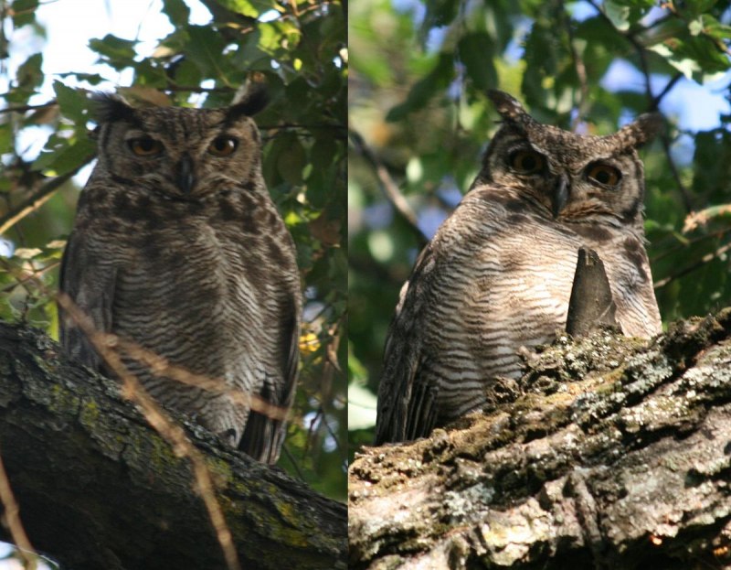 Megallanic Horned Owl (Bubo magellanicus)