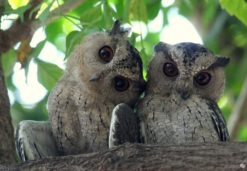 Сплюшка Otus SCOPS