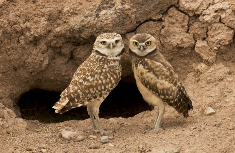 Athene cunicularia