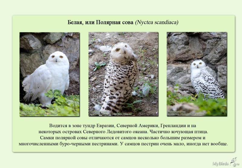 Сова самка и самец отличия