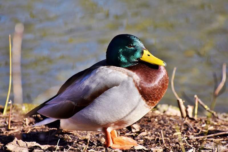 Mallard Duck