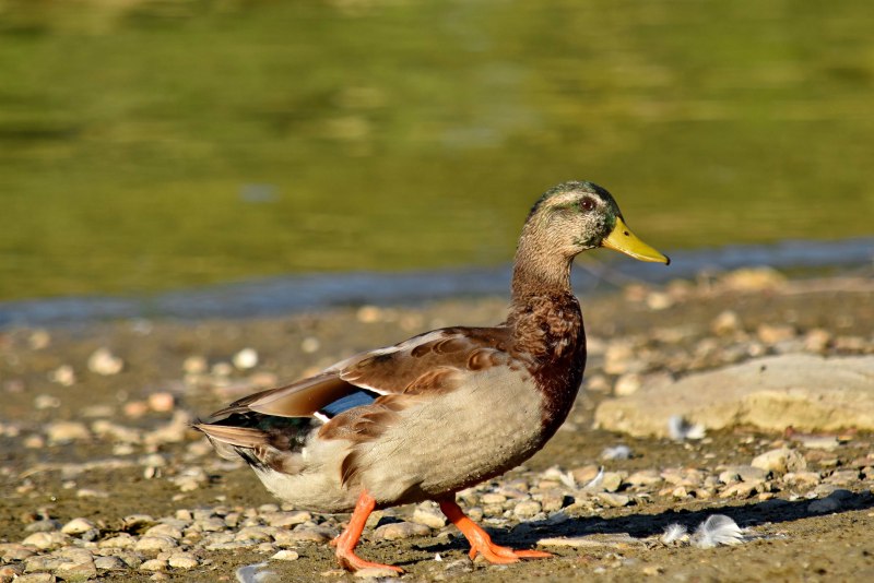 Утка кряква (Anas platyrhynchos)