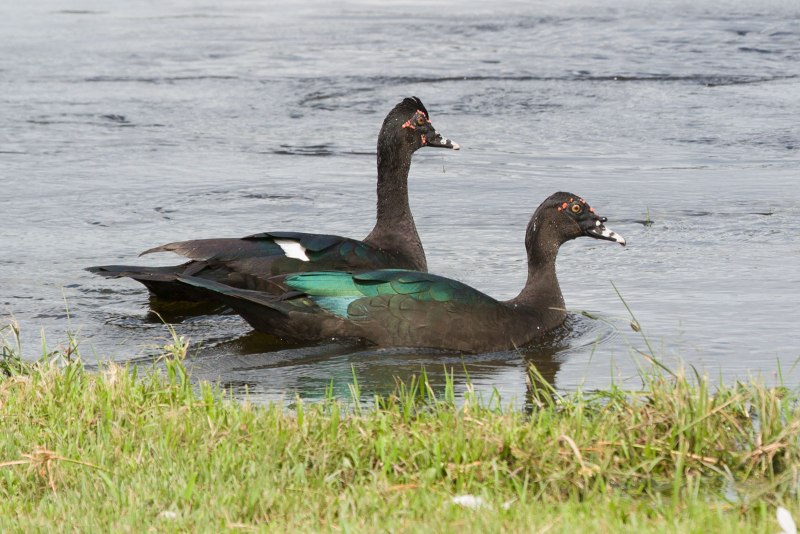 Mallard Duck
