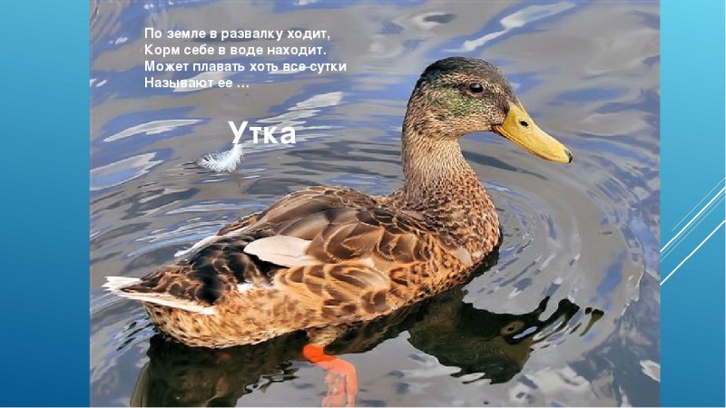 Белоголовая Фолклендская утка-пароход