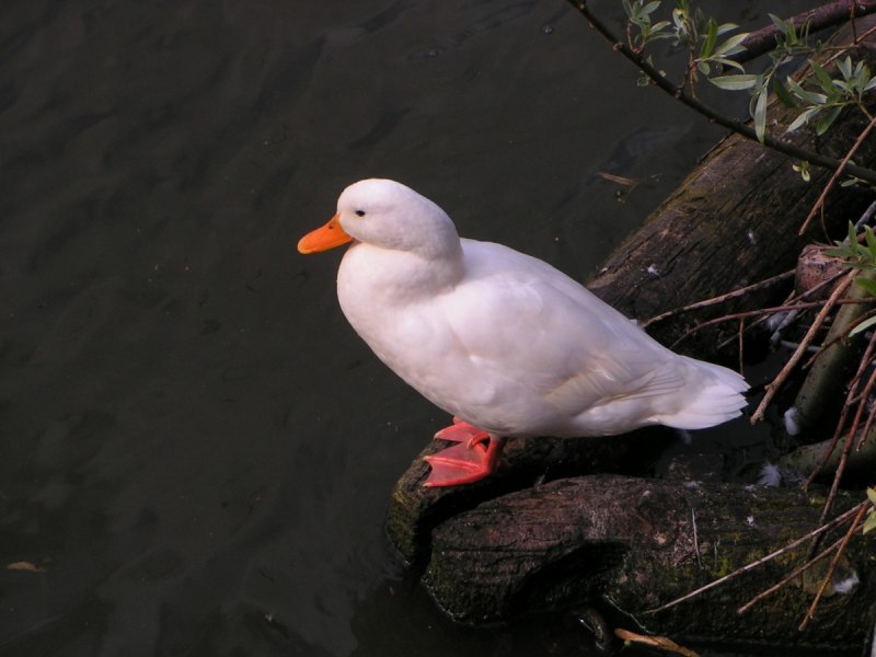 Тег Goose