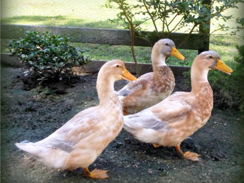Drake Duck