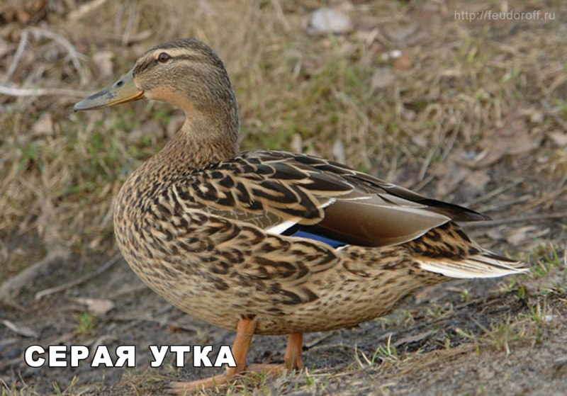 Дикая утка кряква