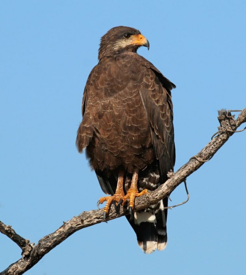 Buteogallus gundlachii