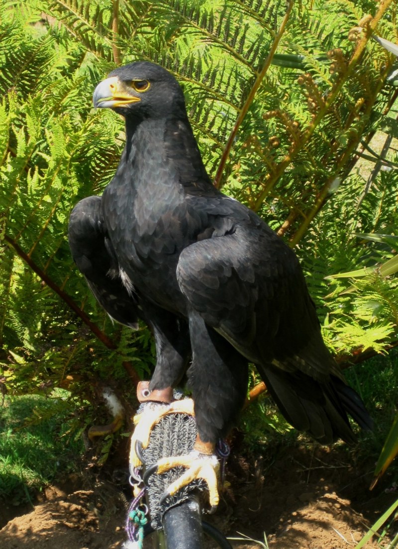Кафрский орёл