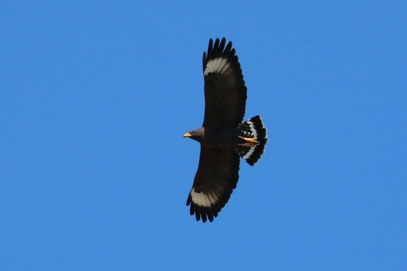 Buteogallus anthracinus