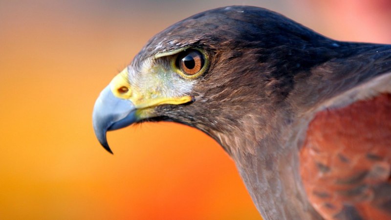 Buzzard птица