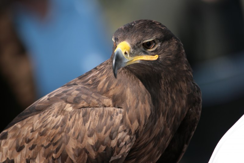 Black Falcon