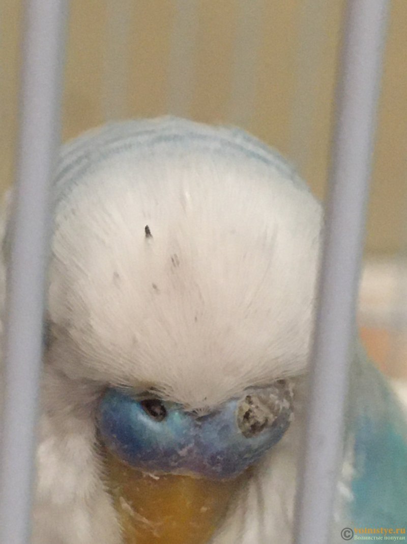 У попугая на голове белые палочки