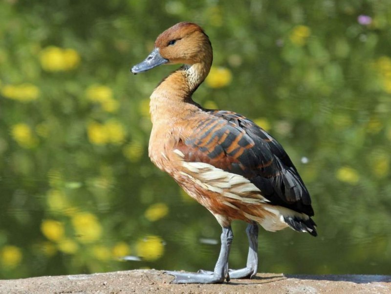 Семейство Утиные (Anatidae)