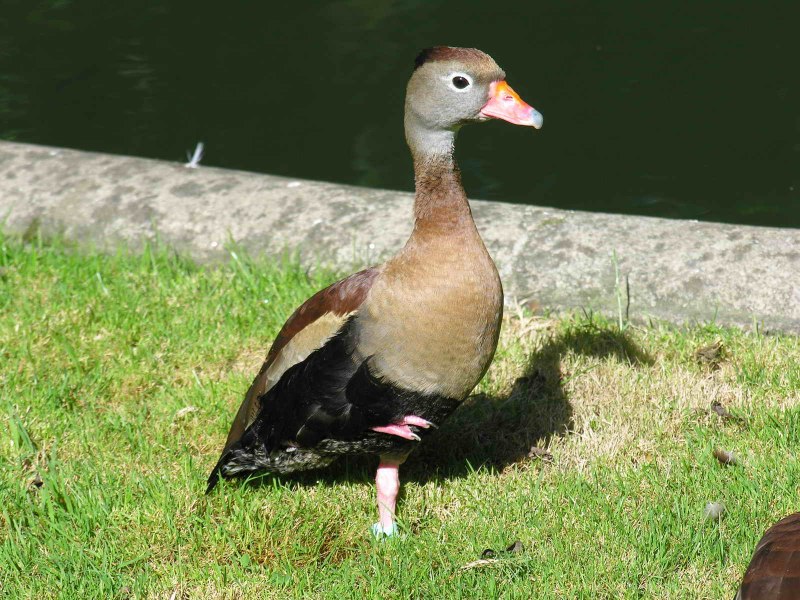 Australian Wood Duck