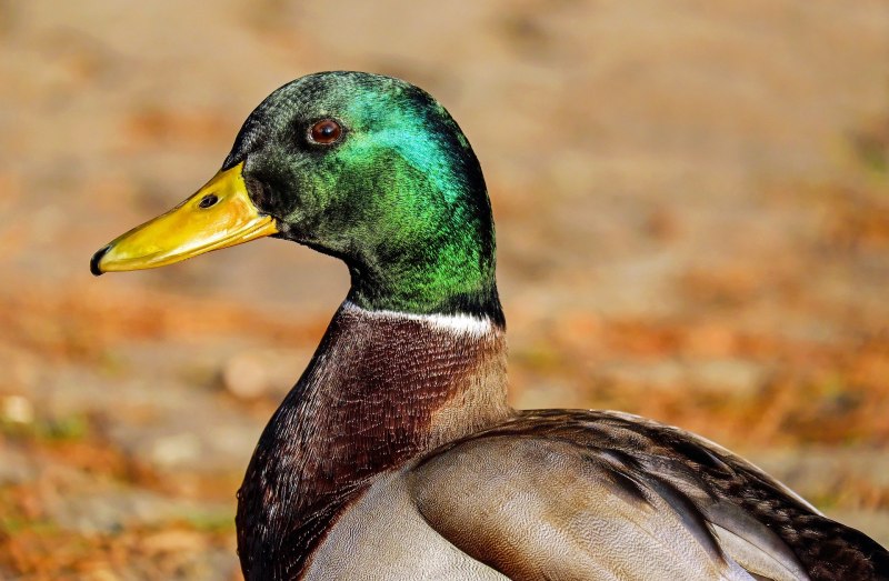 Peace Duck