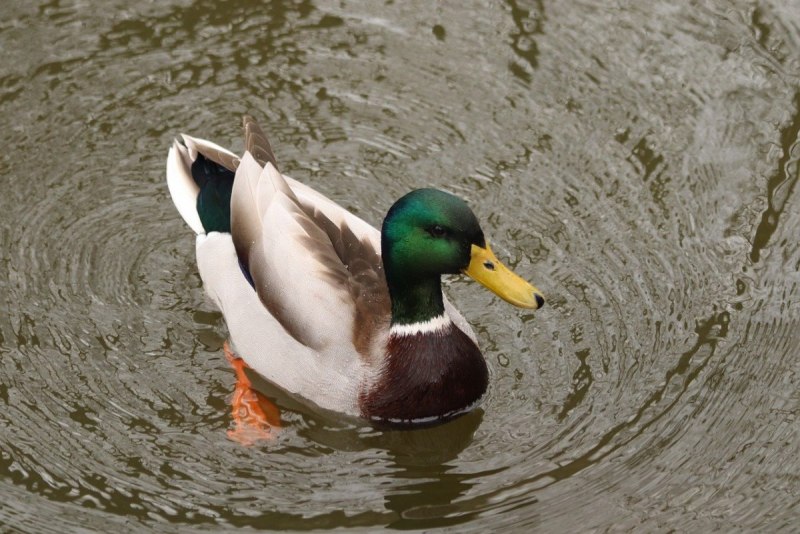 Plumed Whistling Duck