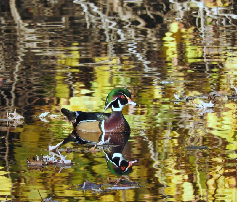 Dendrocygna autumnalis