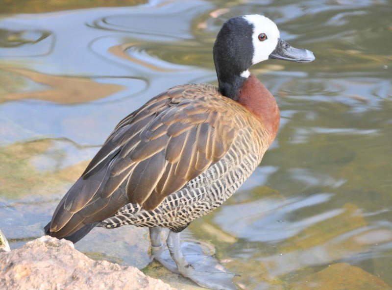 Plumed Whistling Duck