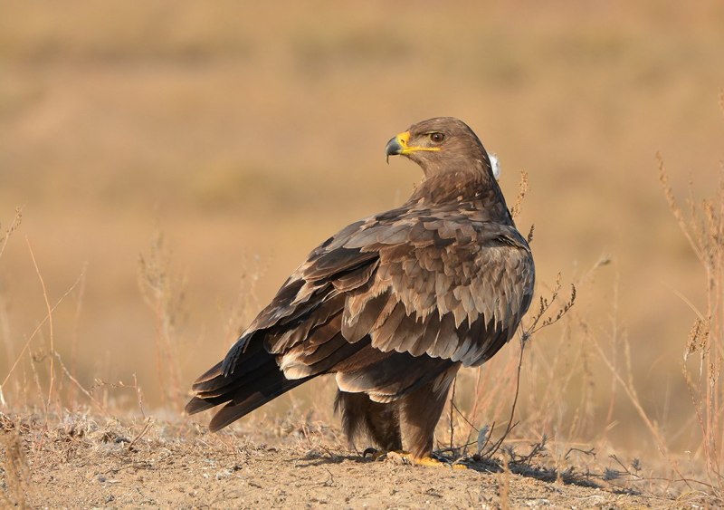 Степной орёл Aquila nipalensis Hodgson, 1833