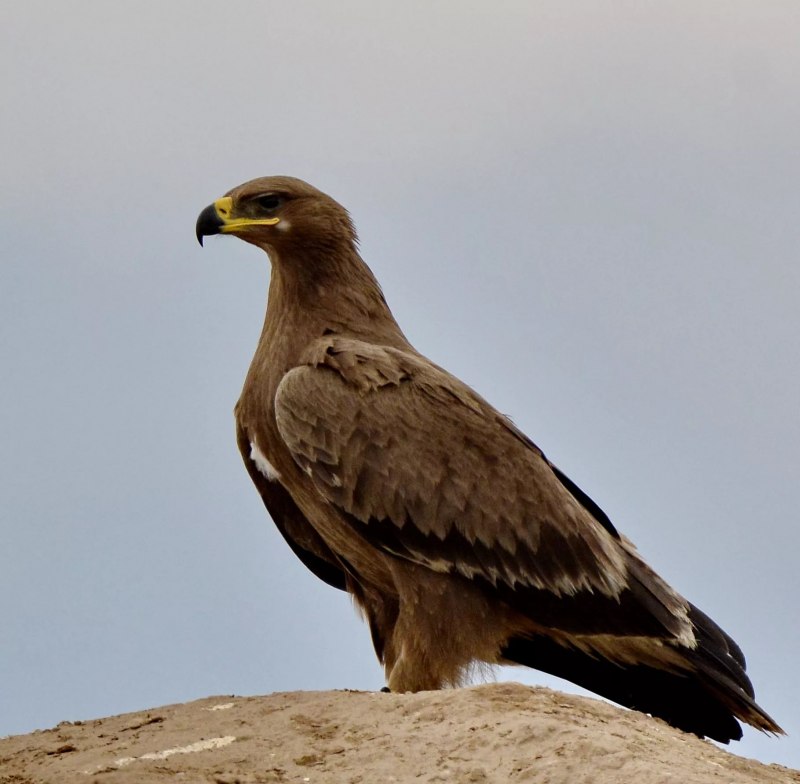 Степной орёл (Aquila nipalensis