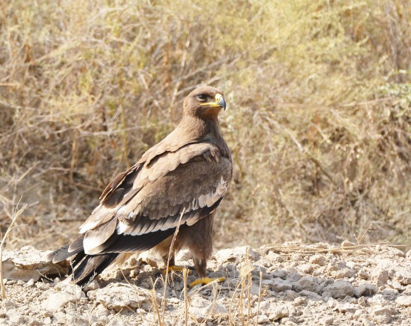 Степной орёл Aquila nipalensis Hodgson, 1833